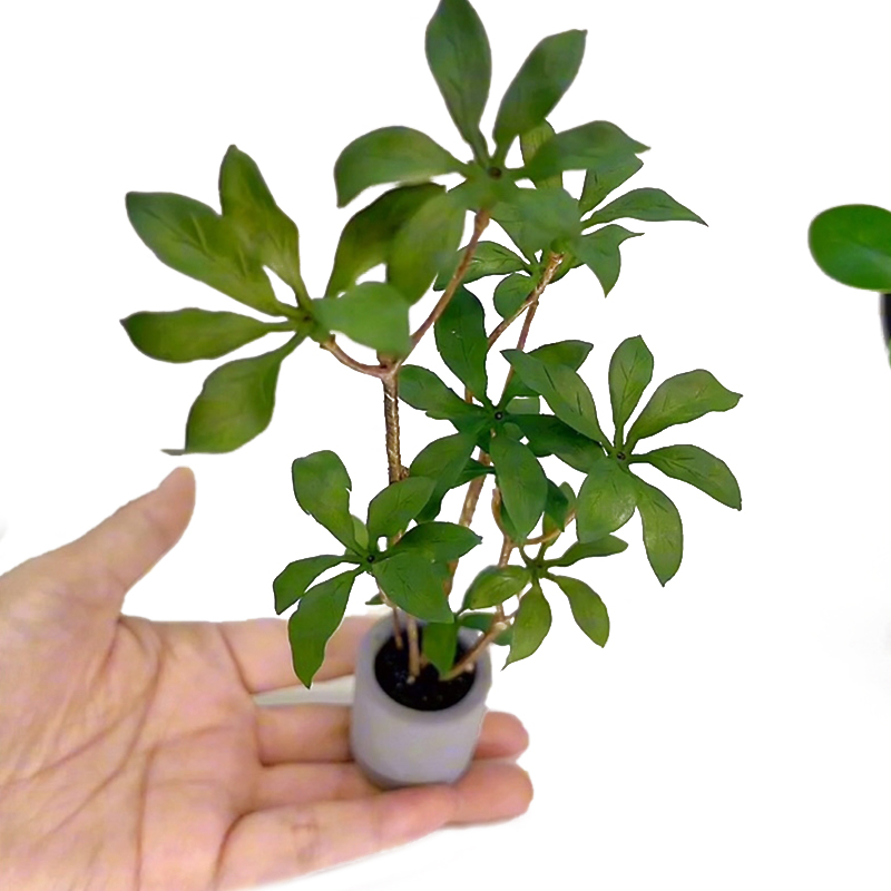 Bonsai Garden Miniature - Plantes miniatures en pot pour bonsaï,