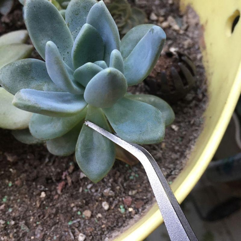 D8KF râteau à bonsaï jardin en - Bonsai Garden Shop avis et prix