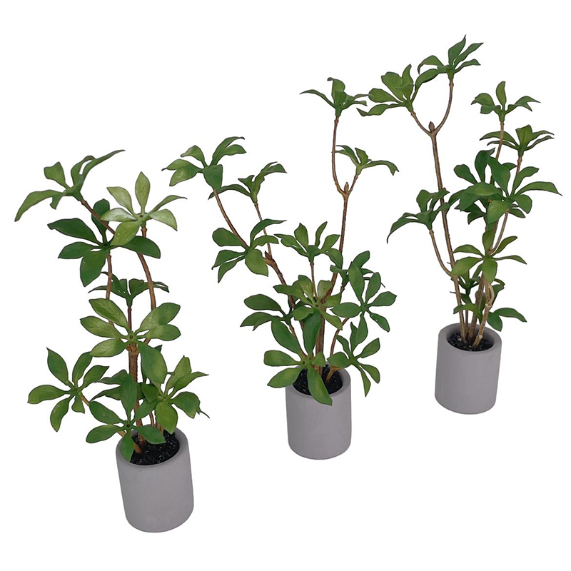 Plante l'inventaire en pot pou - Bonsai Garden Miniature avis et prix