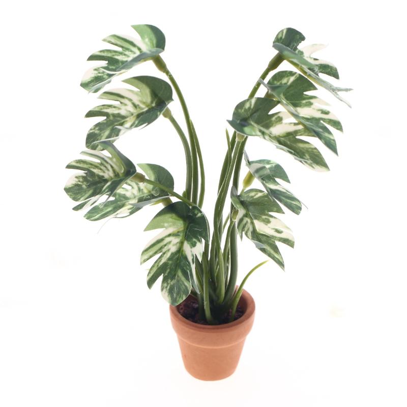 Nouveau. 1 pièce. Plante verte - Bonsai Garden Usa avis et prix