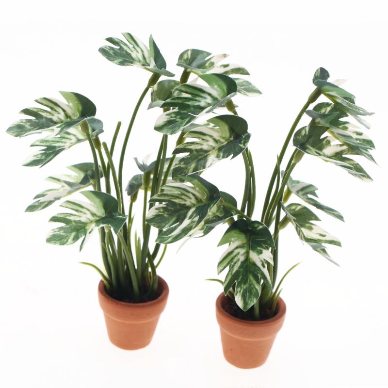 Nouveau. 1 pièce. Plante verte - Bonsai Garden Usa avis et prix