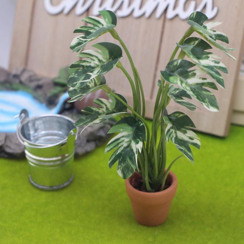 Nouveau. 1 pièce. Plante verte - Bonsai Garden Usa avis et prix